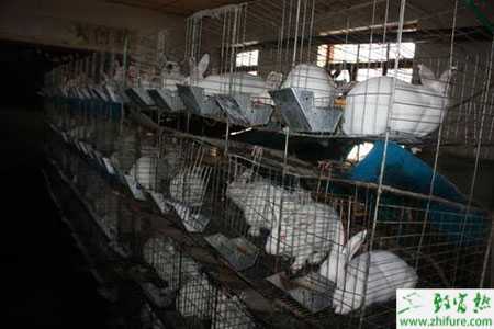 2014養獺兔賺錢嗎？