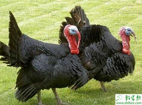 2014養火雞賺錢嗎？