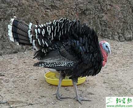 火雞種類有哪些