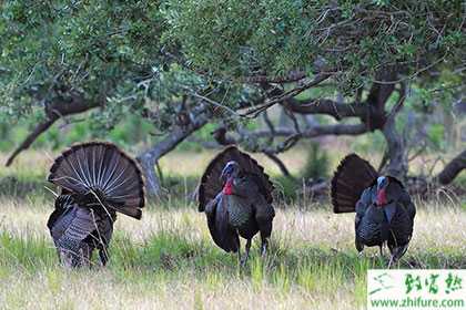 火雞的營養(yǎng)價值及功效與作用