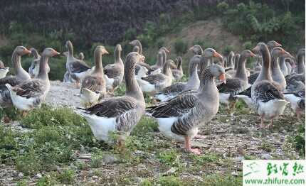 變廢為寶水葫蘆養鵝致富