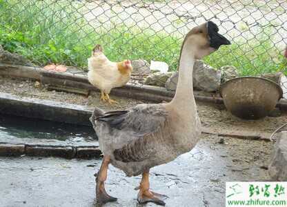 3個秘訣提高養鵝經濟效益