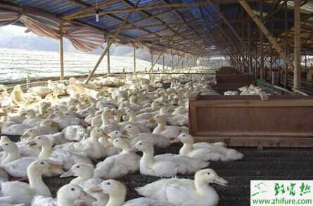 塑料網床養鴨 干凈省事高效率