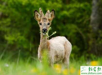 狍子養(yǎng)殖前景及市場(chǎng)前景分析