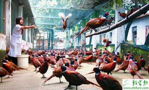 生態農莊：今后十年的“暴利”行業