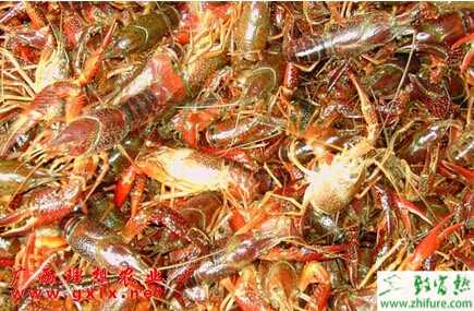 種糧養蝦兩不誤 水稻田里養龍蝦創收入