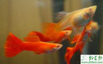 孔雀魚生小魚前的注意事項及特征征兆