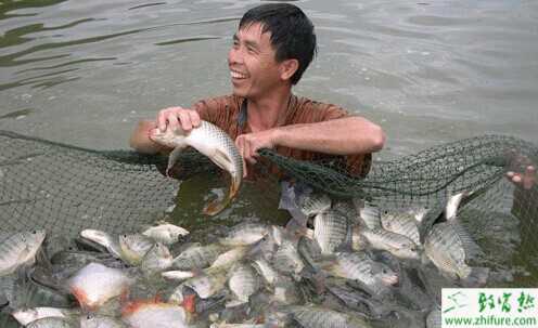 羅非魚科學飼料搭配及喂養方法