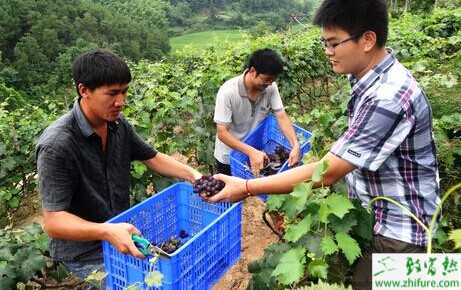 “七個進(jìn)一步”還需更進(jìn)一步扶持大學(xué)生村官創(chuàng)業(yè)