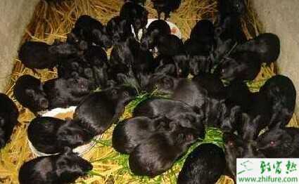 司機偶然吃到竹鼠毅然辭職回鄉養竹鼠圓創業夢 