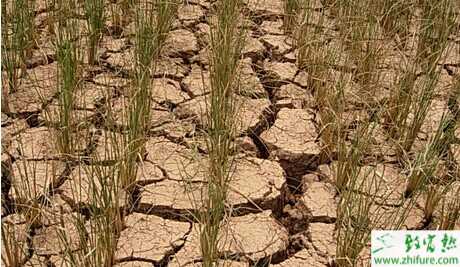 中藥材受干旱影響 醞釀一場新的商機