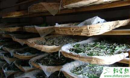 空調蠶房養蠶致富 帶領鄰村人齊致富