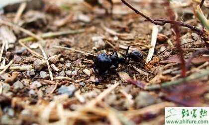 警惕“養殖螞蟻暴富”創業項目 螞蟻養殖騙局揭秘