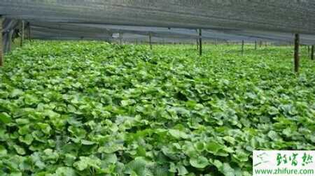 五個冷門農村種植創業項目推薦