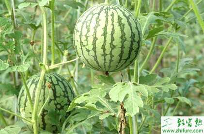 打工回鄉(xiāng)創(chuàng)業(yè)種大棚多熟西瓜 一年可收獲四次