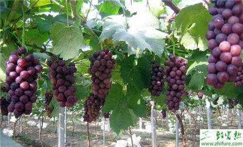 村民葡萄園年入百萬(wàn) 上門購(gòu)買絡(luò)繹不絕