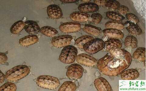 2014養金錢龜賺錢嗎