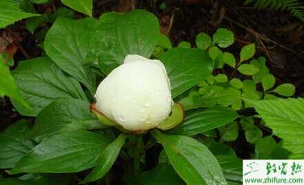 種白芍每畝收入近萬元