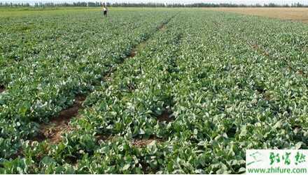 村民種板藍根年獲利100多萬