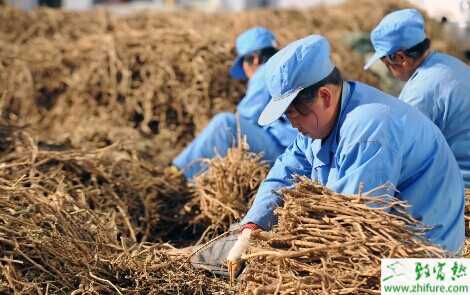 近期市場黃芪走俏將入高價期