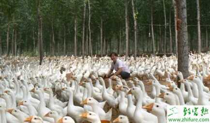 林地養(yǎng)鵝 鵝能除草一舉兩得