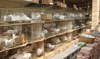 養兔秋天需要注意哪些問題?