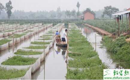 科學生態養黃鱔技術需要注意的地方