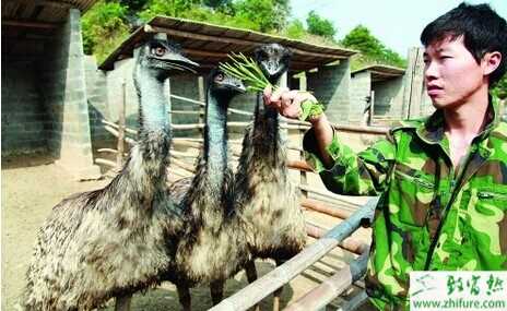 養鴕鳥能賺錢嗎？一只凈利潤2000元