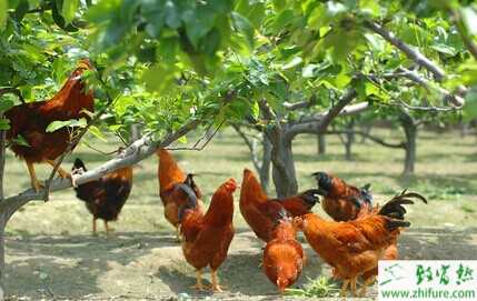 核桃樹、桃樹、棗樹林下養雞打造生態致富園