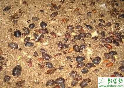 “土元8號”騙局揭秘