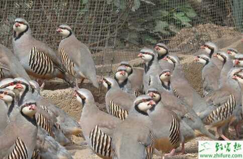 炎熱夏天鷓鴣養殖戶要注意防“中暑”