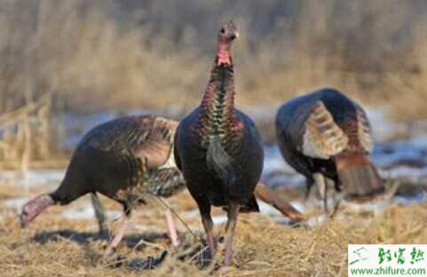 火雞育雛、育成及產(chǎn)蛋不同階段的管理