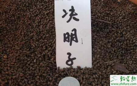 最新決明子科學(xué)種植技術(shù)