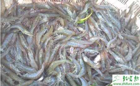 懂得如何調水才能賺養蝦的錢 大棚養蝦畝產2000斤