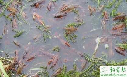 藕田套養小龍蝦 130畝藕田龍蝦兩茬年入52萬元