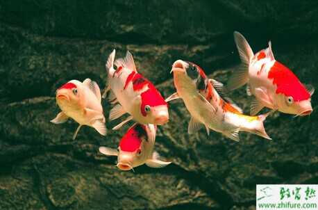 家里養(yǎng)錦鯉需要注意哪些事項(xiàng)？