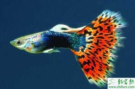 適合家庭養的觀賞魚有哪些種類?
