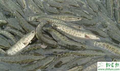 黑魚養殖發展快效益高