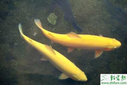 虹鱒魚(yú)吃什么？虹鱒魚(yú)飼料搭配方法