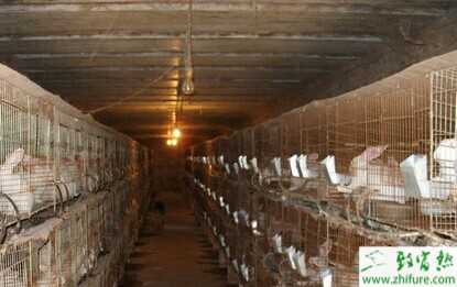 養獺兔調節光照是關鍵