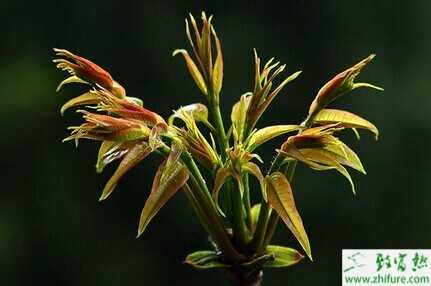 香椿芽的加工技術方法