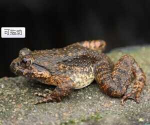 石蛙養殖