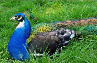 農村小投入的種植創業、養殖創業項目推薦