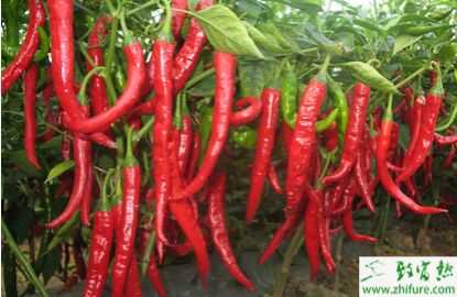 2015種辣椒賺錢嗎？2015辣椒種植前景及市場價格分析