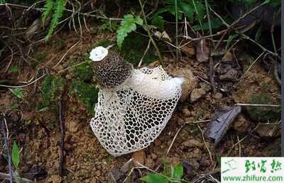 2015種竹蓀賺錢嗎？2015竹蓀種植前景及市場價格分析