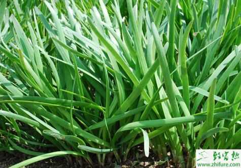 2015種韭菜賺錢嗎？2015韭菜種植前景及市場價格分析