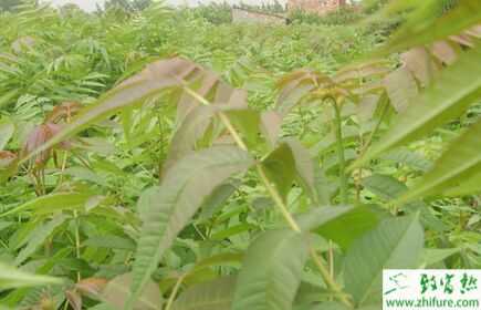 2015種香椿賺錢嗎？2015香椿種植前景及市場價格分析