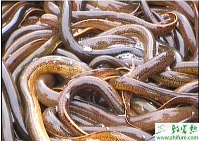 冬季養殖黃鱔使魚塘水升溫的方法