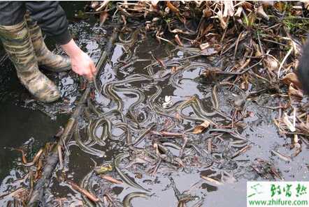 秋季池養黃鱔需要注意的方面