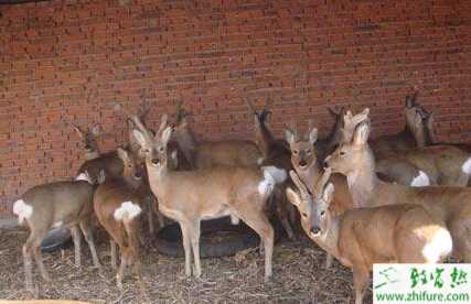 飼養狍子引種要注意的方面